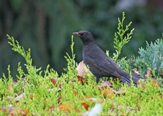 B-Amsel-Futtersuche-27.jpg